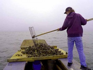 apalachicola oyster spat