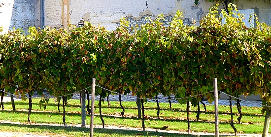 Cognac grape vines