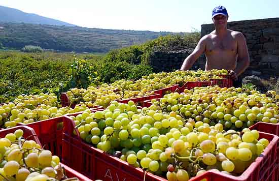 Bringing in the harvest of Zibibbo grapes on Pantelleria