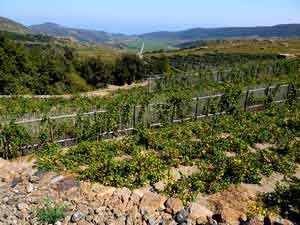 Donnafugata Zibibbo vineyard