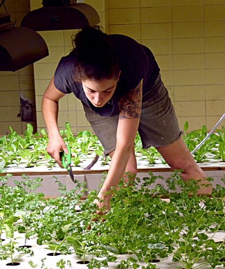 Snipping cilantro at FoodChain in Lexington KY