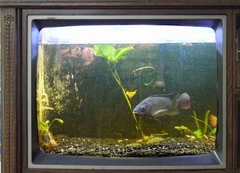 tilapia swim in TV aquarium at FoodChain in Lexington KY