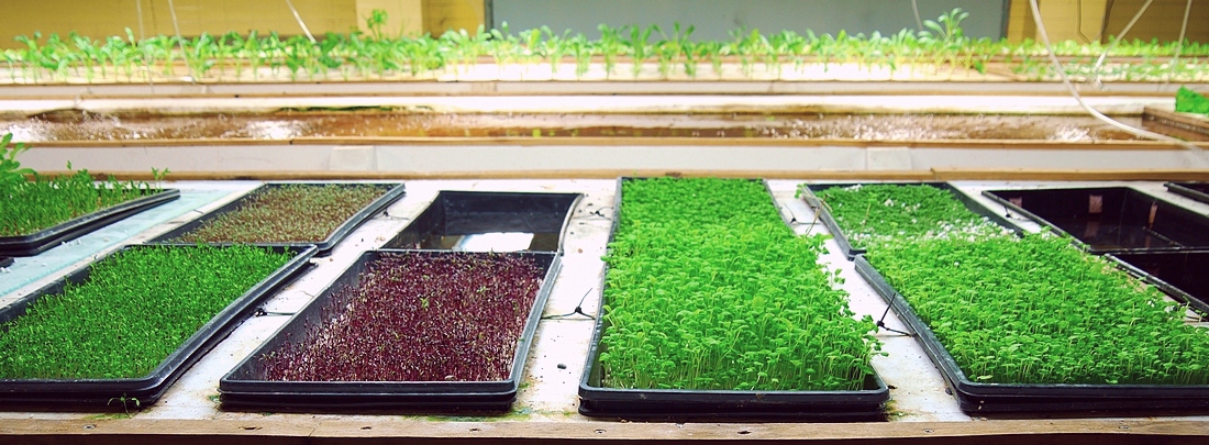 microgreens growing at FoodChain in Lexington