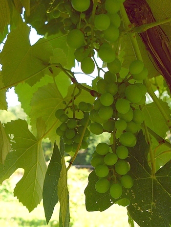 Alexander grapes at First Vineyard
