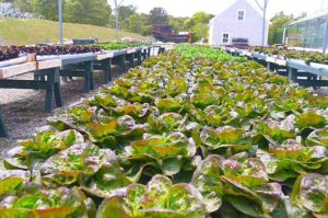 lettuce grows at Chatham Bars Inn Farm