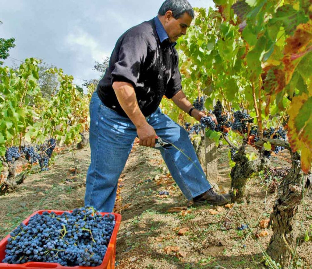 Cannonau takes its place in world of Grenache