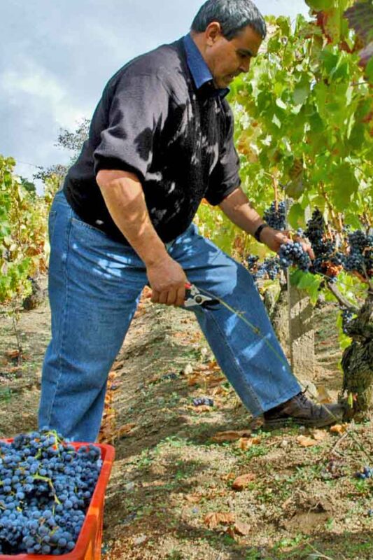 Harvesting Cannonau in Sardinia