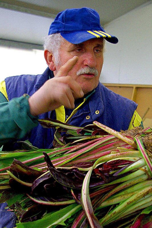 Lucio Torresan of Tenuta al Parco golds a sheaf of field-grown radichhio
