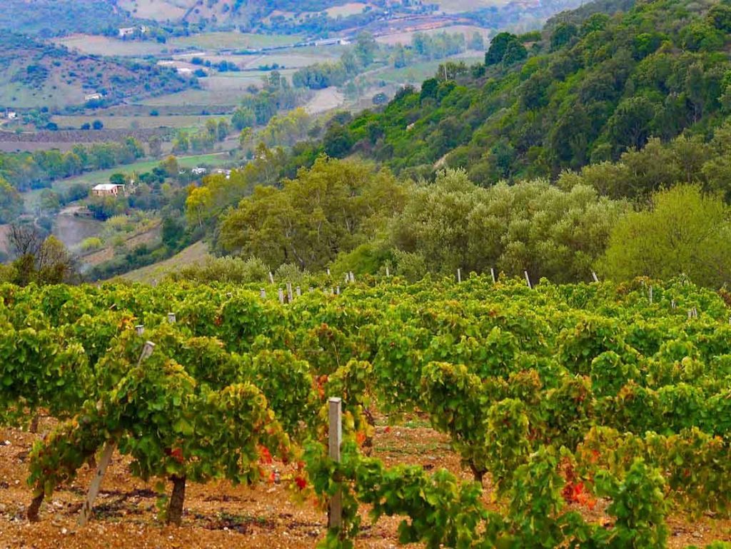 High-altitude Cannonau wines exude lush fruit