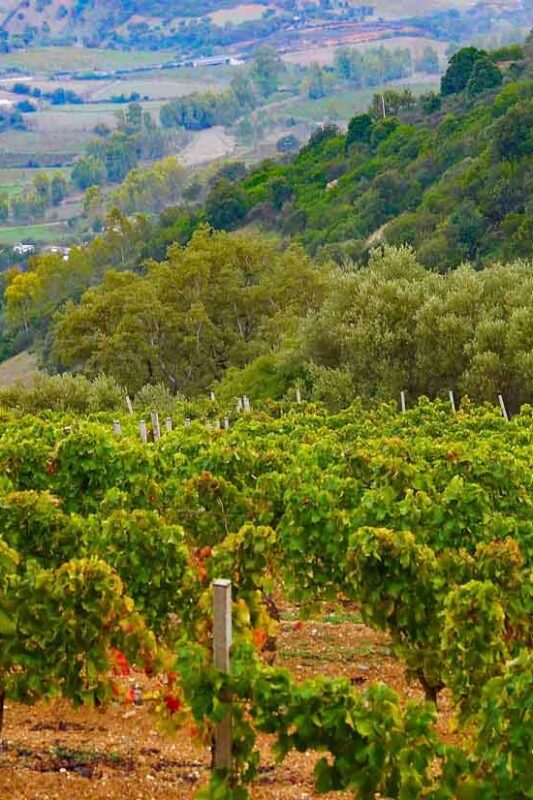Mountain vineyards near Oliena