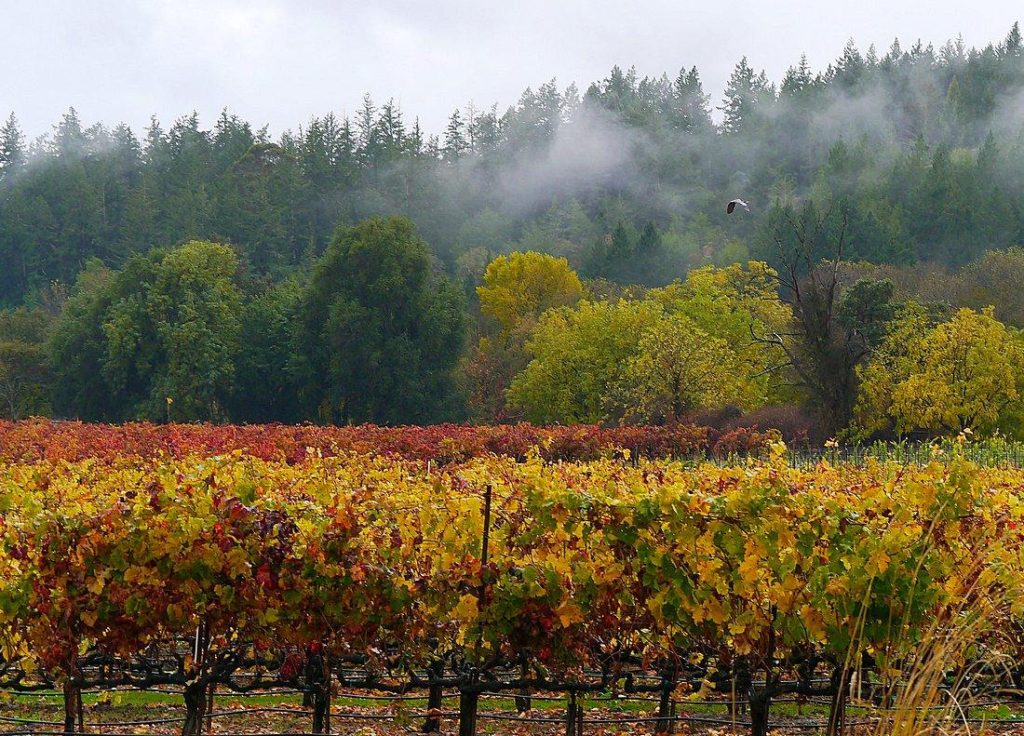 Comstock embodies Sonoma wine country living