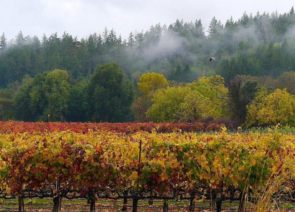 Merlot vineyards at Comstock Wines