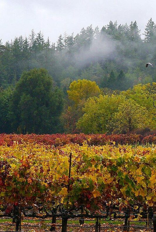 Comstock embodies Sonoma wine country living