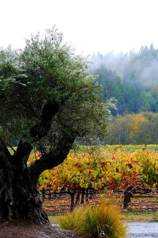 Wine country wildfires skipped Healdsburg
