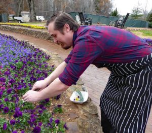 Evan Babb clips pansies for salad at Rice House at Barnsley Resort