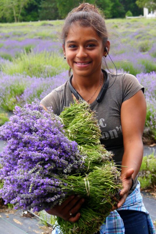 Lavender and chevre speak French on the North Fork