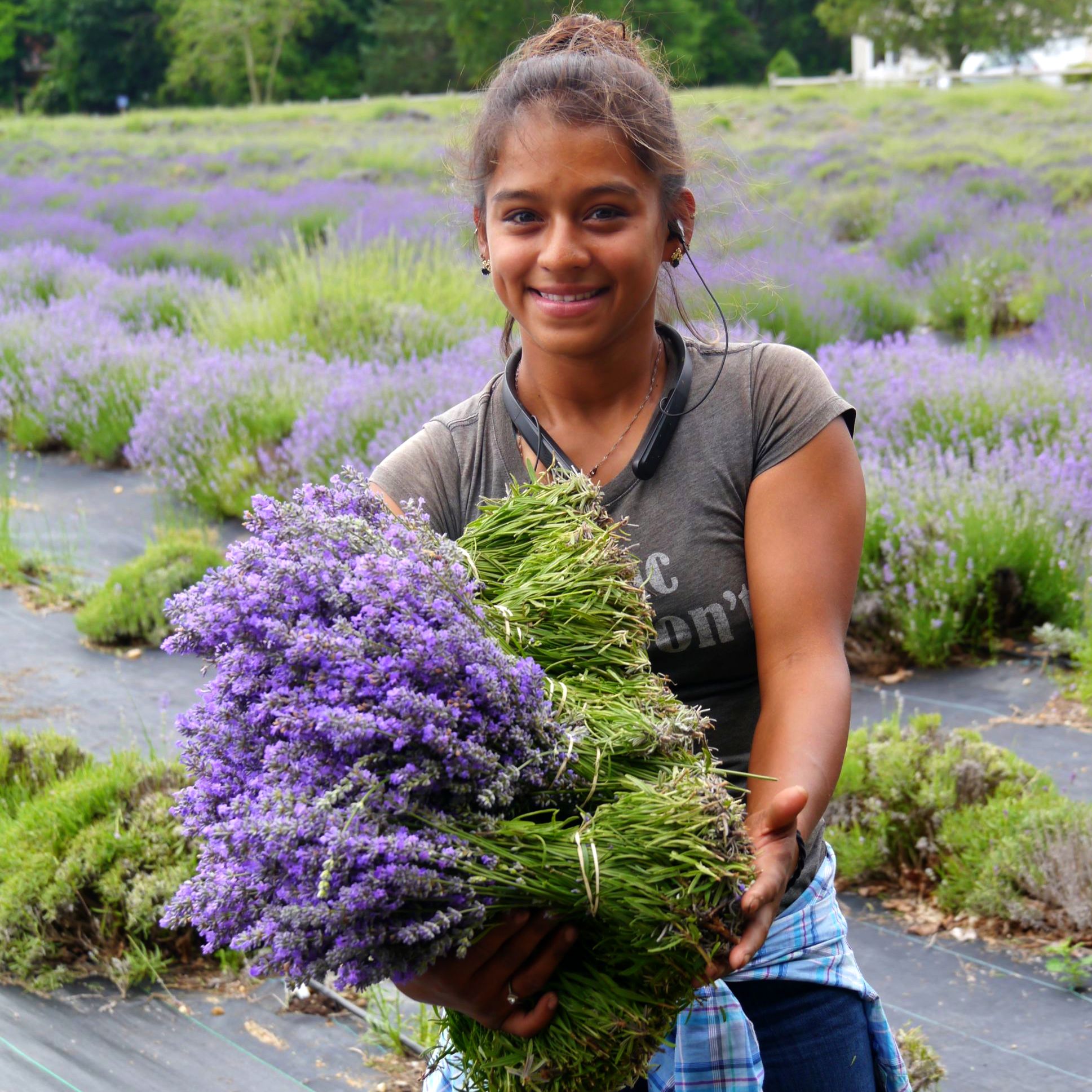 Lavender and chevre speak French on the North Fork