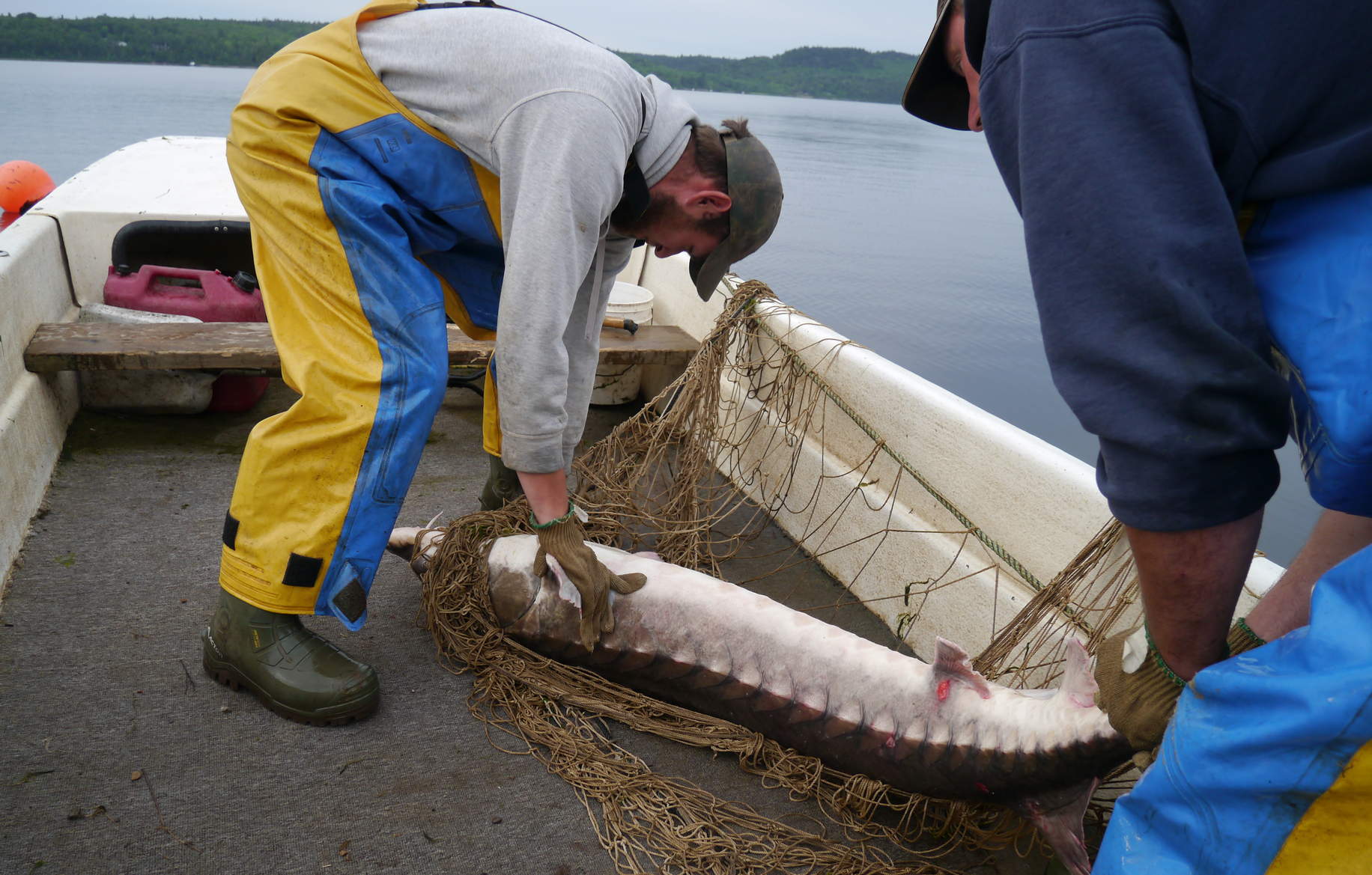 fishing planet white sturgeon california times