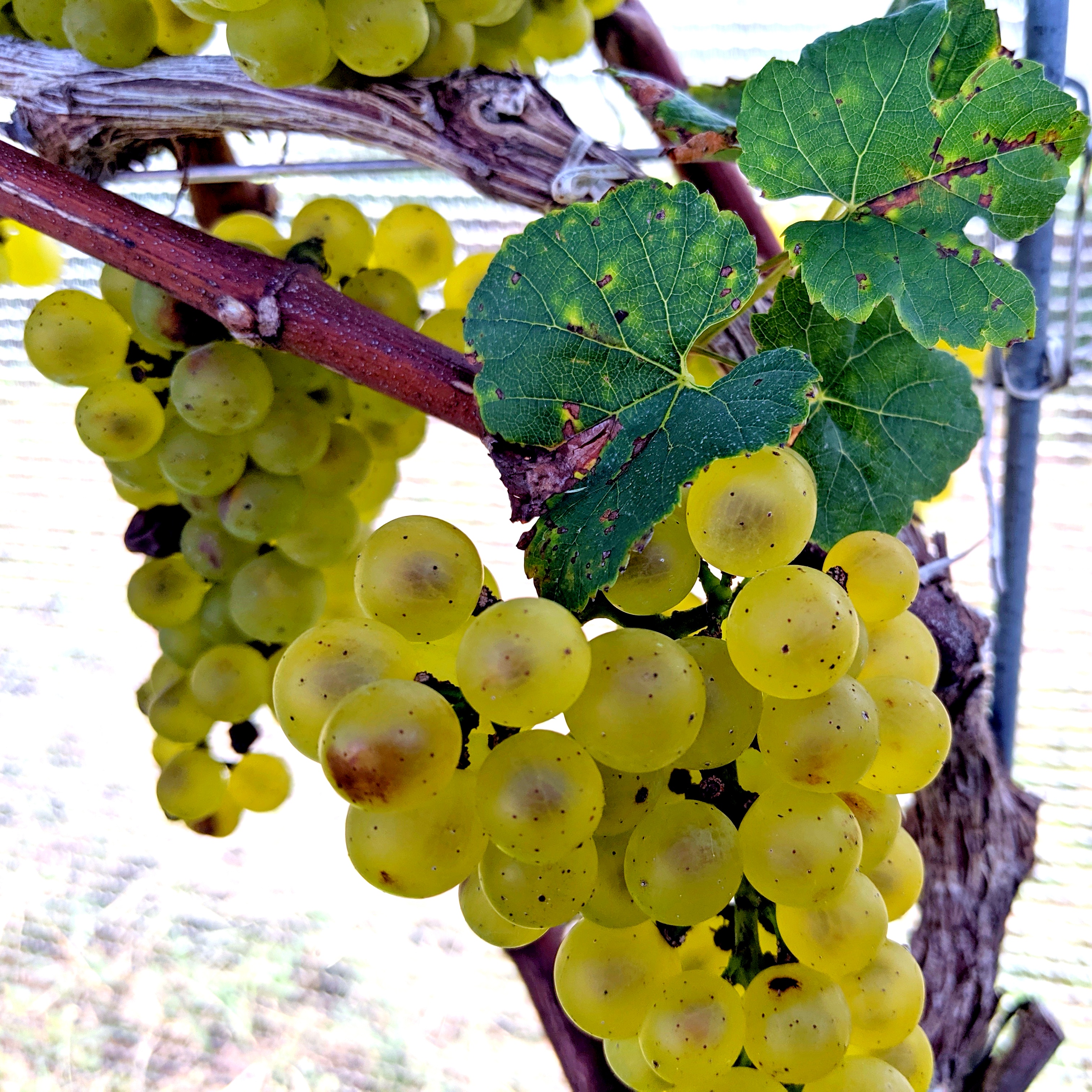Pennsylvania wine begins to hit its stride