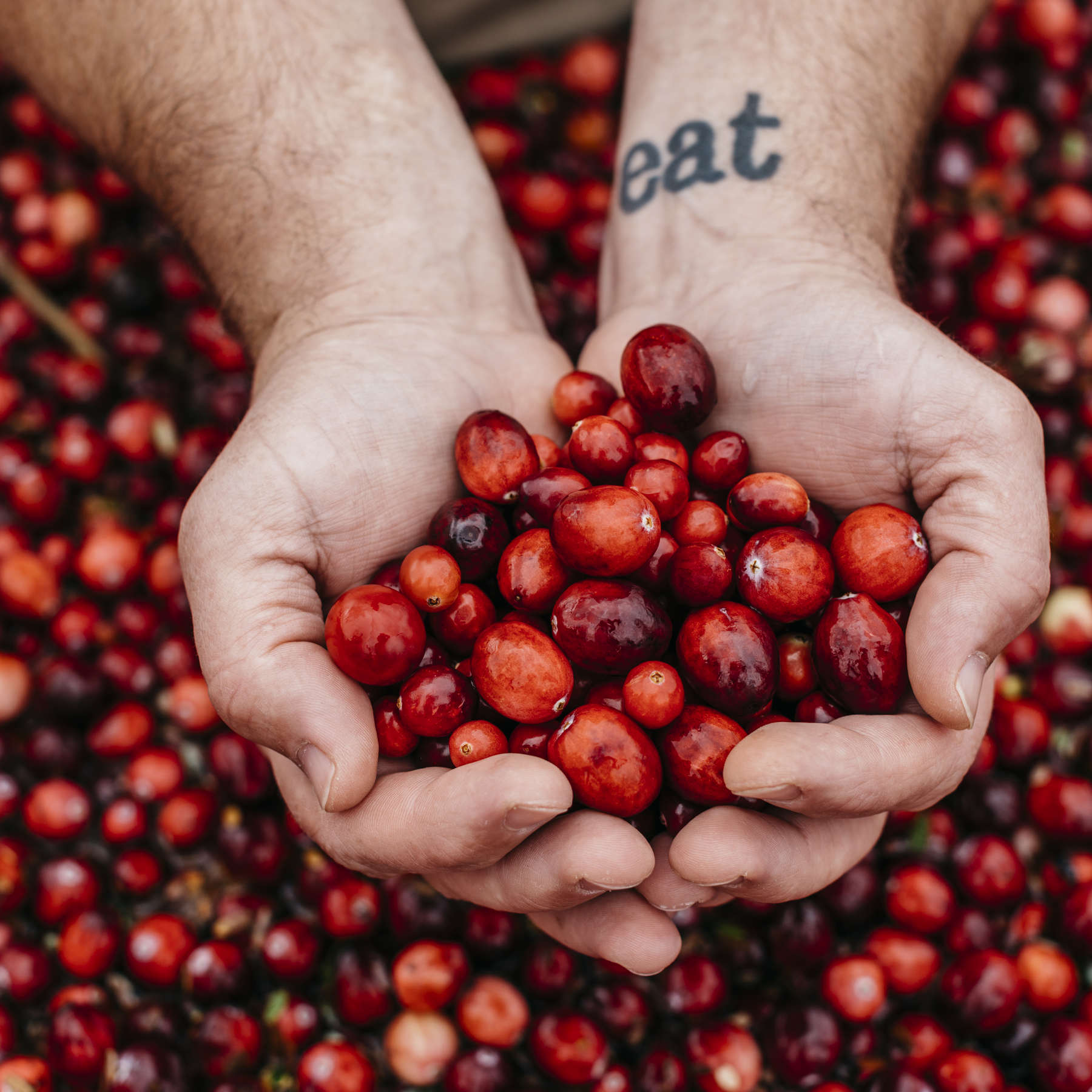 Chefs and growers jointly hail the versatile cranberry