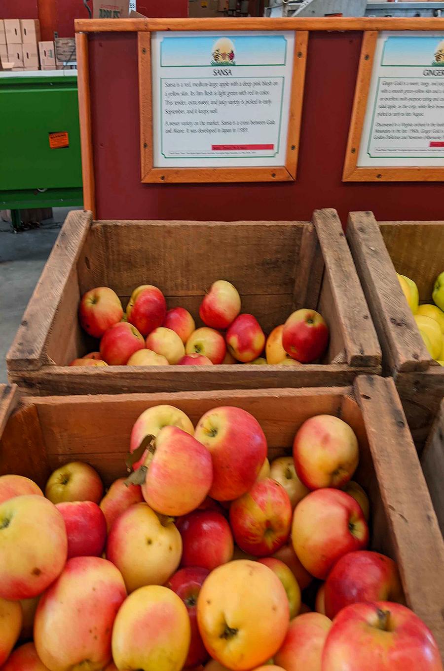 Apple of concord: a Greek cake for autumn