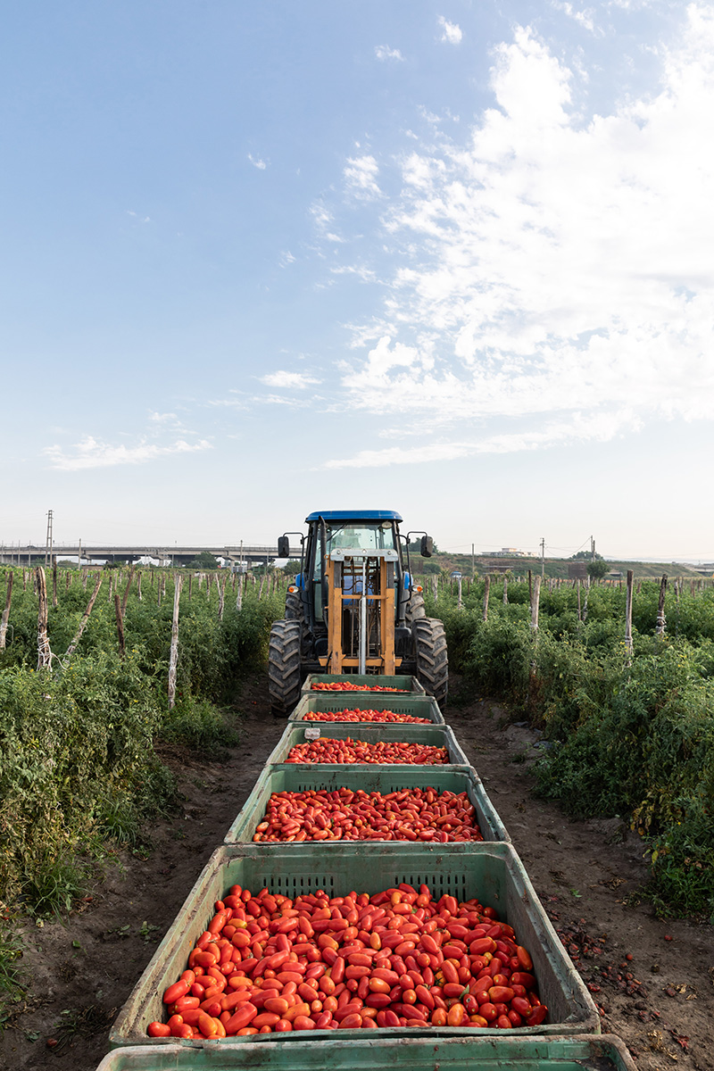 San Marzano DOP tomatoes to the rescue
