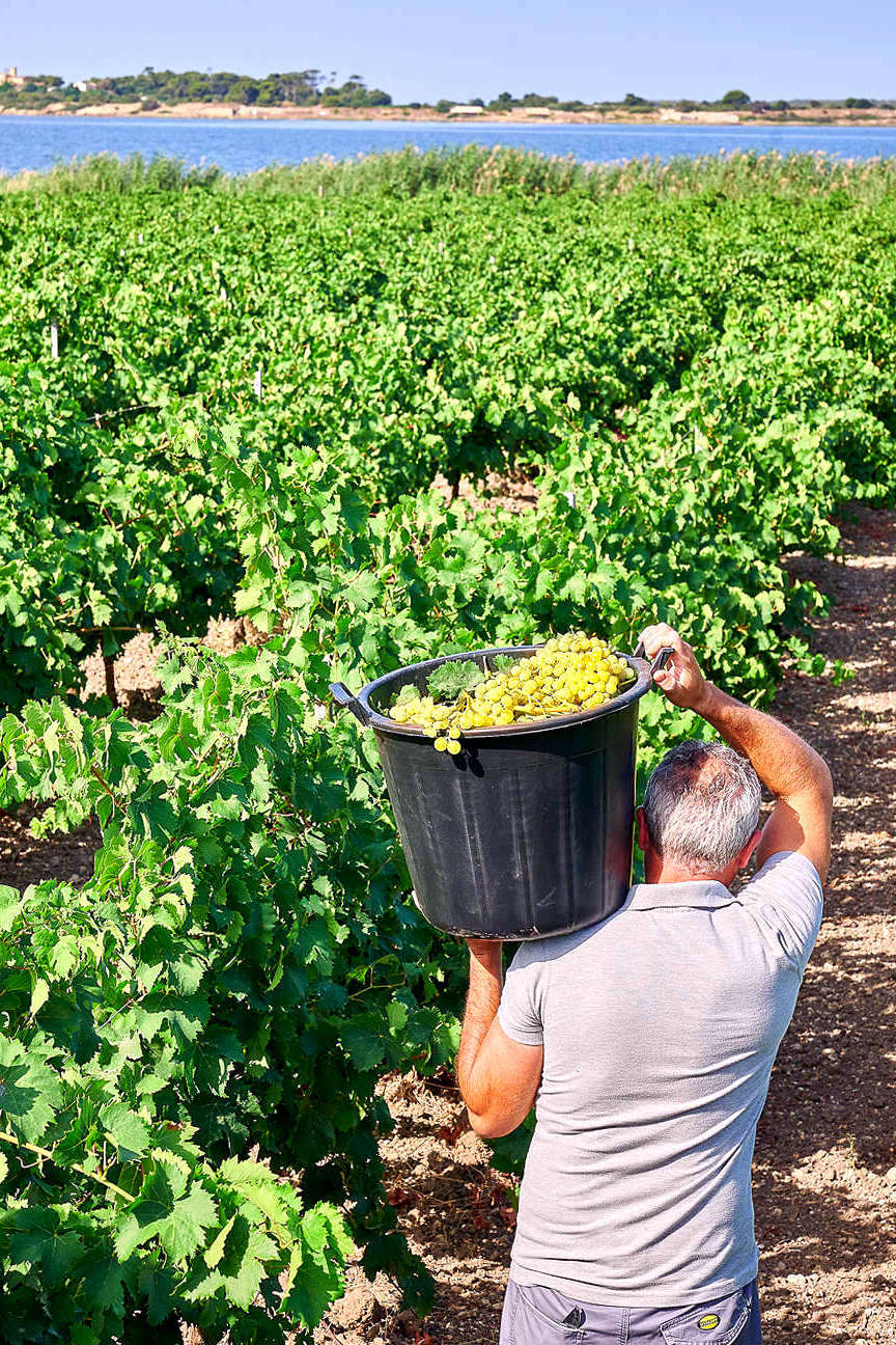 A whirlwind tour of great Sicilian wines