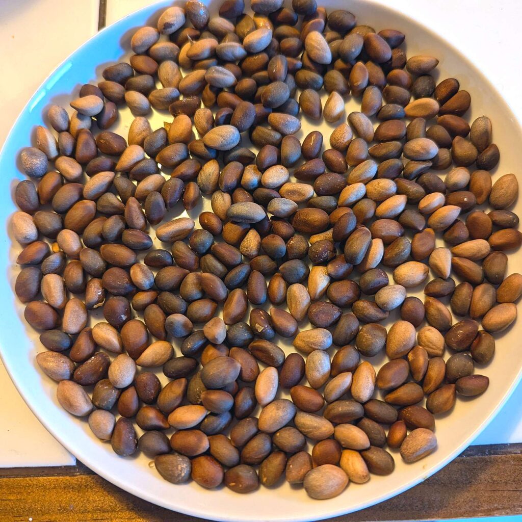 plate of pine nuts